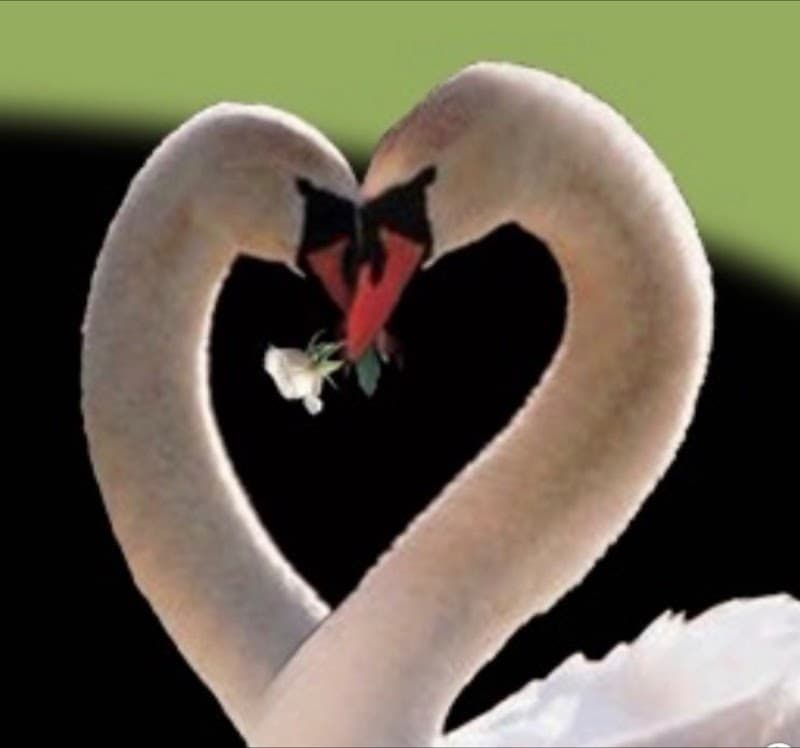 GOLDEN SWAN OF BOCA ALF INC