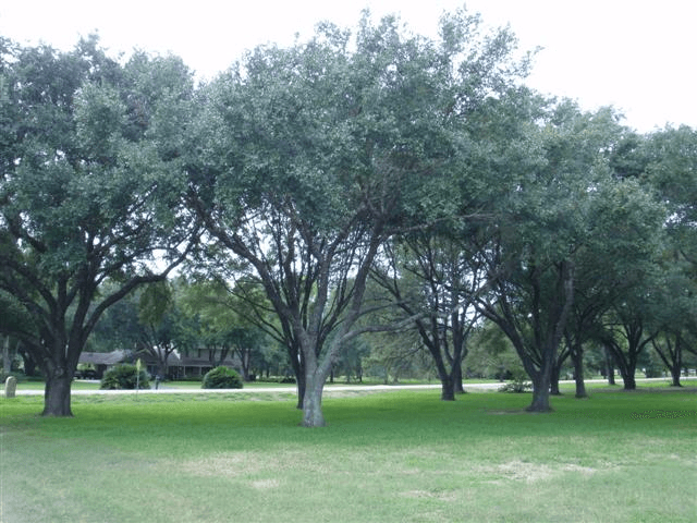 ALWAYS HOME AT SADDLEHORN TRAIL