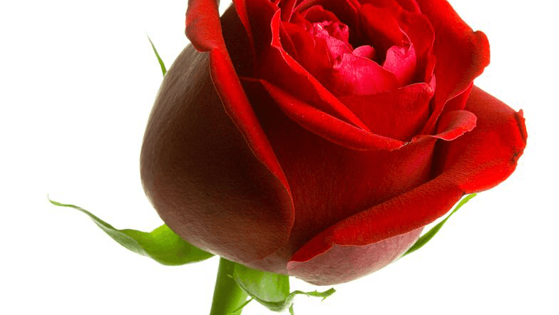 GARDEN TERRACE ASSISTED LIVING II