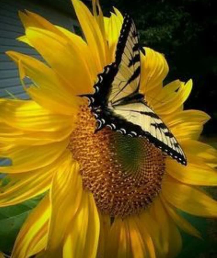 TREEMONT ON THE PARK