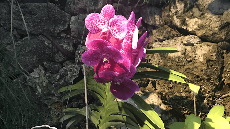 CARING HANDS ASSISTED LIVING II