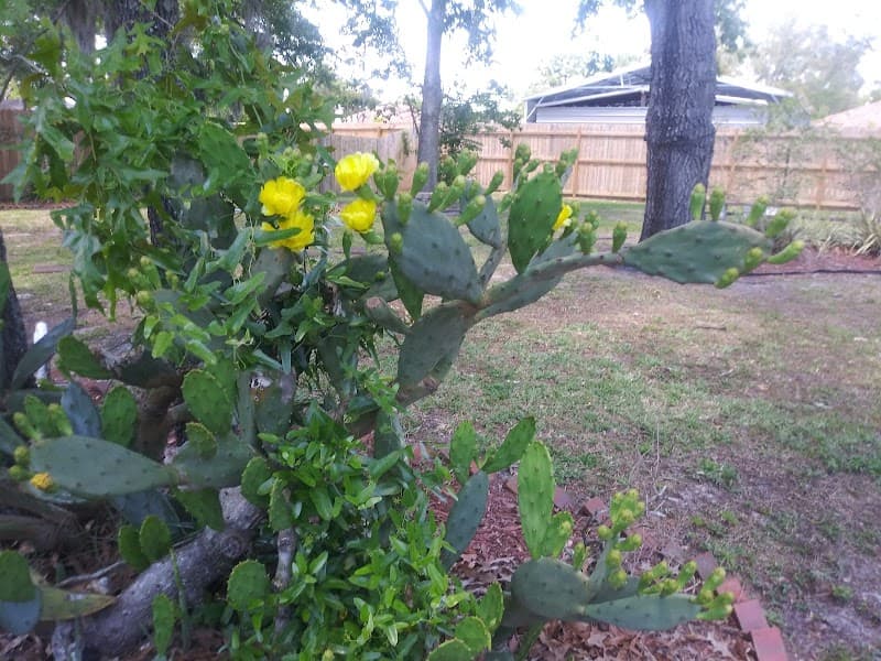 SPRING GARDENS OF ORANGE PARK, INC